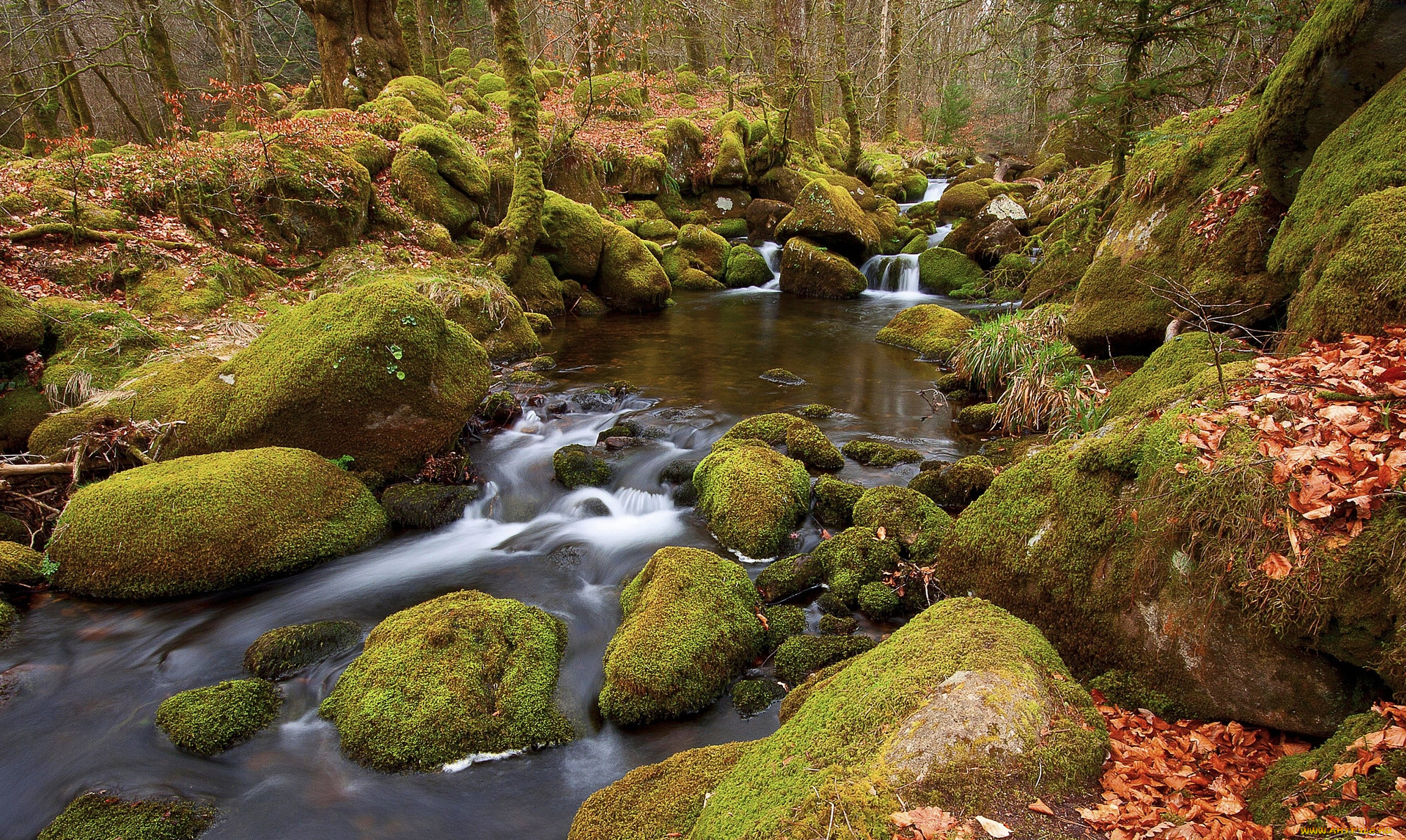 river, meavy, england, , , , , , , , 